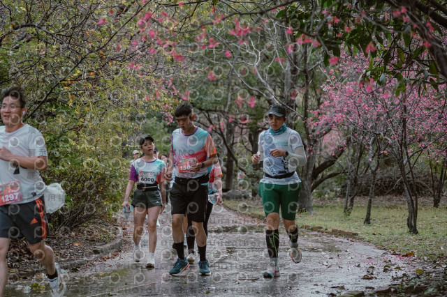 2026左岸竹東櫻花馬拉松Zhudong Sakura Marathon