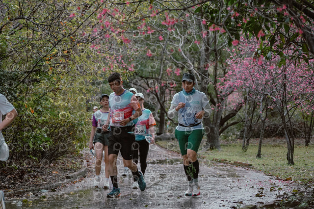 2026左岸竹東櫻花馬拉松Zhudong Sakura Marathon