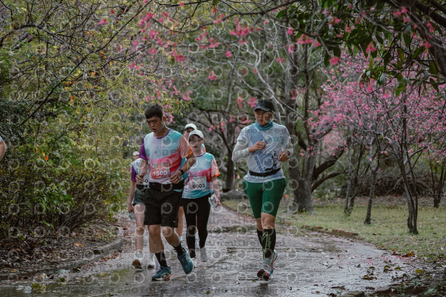 2026左岸竹東櫻花馬拉松Zhudong Sakura Marathon