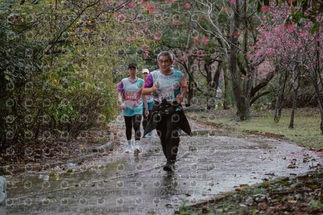2026左岸竹東櫻花馬拉松Zhudong Sakura Marathon