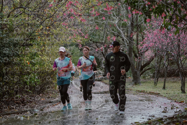 2026左岸竹東櫻花馬拉松Zhudong Sakura Marathon