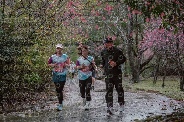 2026左岸竹東櫻花馬拉松Zhudong Sakura Marathon