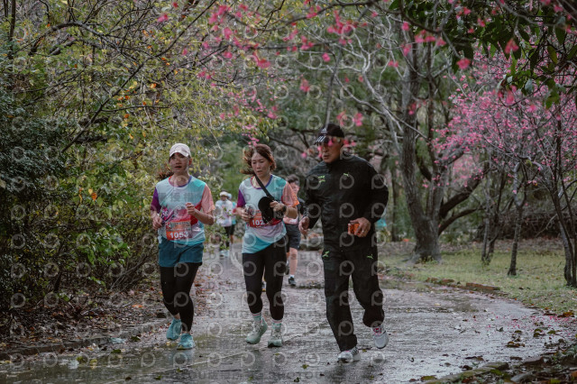 2026左岸竹東櫻花馬拉松Zhudong Sakura Marathon