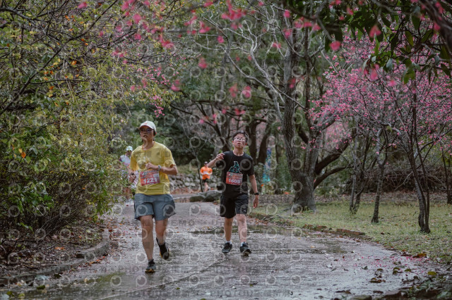 2026左岸竹東櫻花馬拉松Zhudong Sakura Marathon