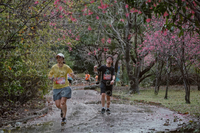 2026左岸竹東櫻花馬拉松Zhudong Sakura Marathon
