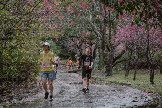 2026左岸竹東櫻花馬拉松Zhudong Sakura Marathon
