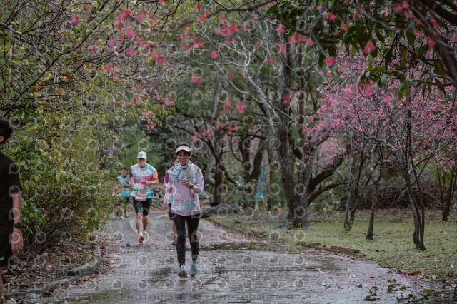 2026左岸竹東櫻花馬拉松Zhudong Sakura Marathon