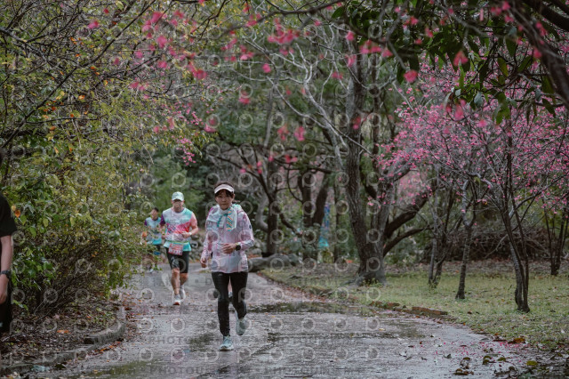 2026左岸竹東櫻花馬拉松Zhudong Sakura Marathon