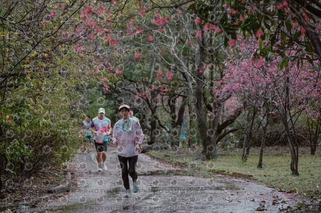 2026左岸竹東櫻花馬拉松Zhudong Sakura Marathon