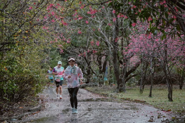2026左岸竹東櫻花馬拉松Zhudong Sakura Marathon