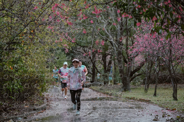 2026左岸竹東櫻花馬拉松Zhudong Sakura Marathon