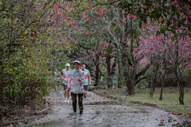 2026左岸竹東櫻花馬拉松Zhudong Sakura Marathon