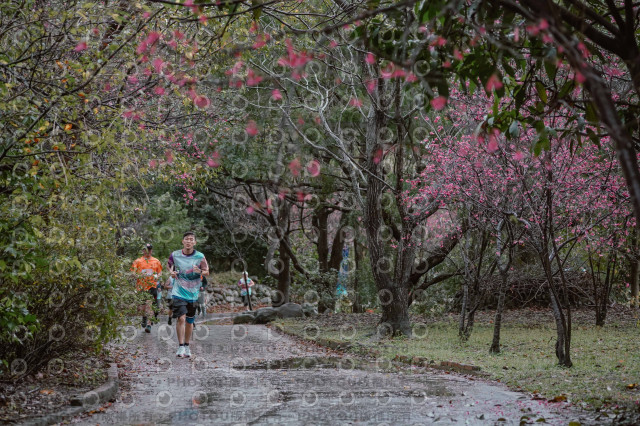 2026左岸竹東櫻花馬拉松Zhudong Sakura Marathon