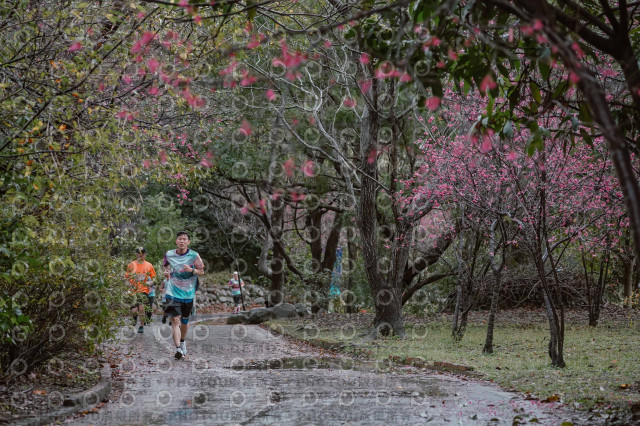 2026左岸竹東櫻花馬拉松Zhudong Sakura Marathon