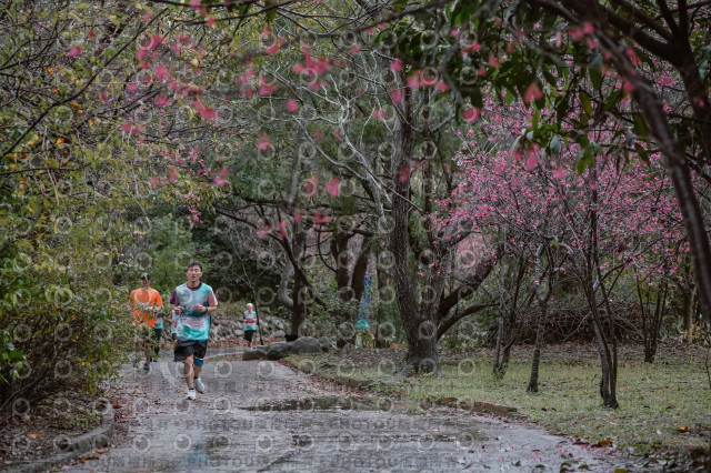 2026左岸竹東櫻花馬拉松Zhudong Sakura Marathon