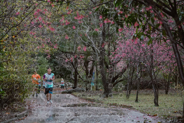 2026左岸竹東櫻花馬拉松Zhudong Sakura Marathon