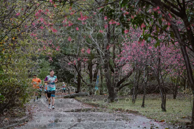 2026左岸竹東櫻花馬拉松Zhudong Sakura Marathon