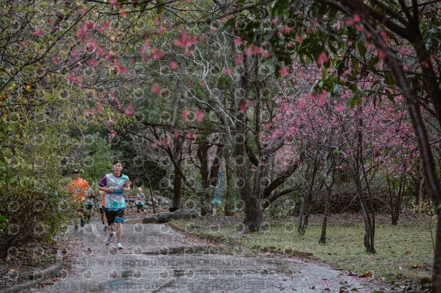 2026左岸竹東櫻花馬拉松Zhudong Sakura Marathon