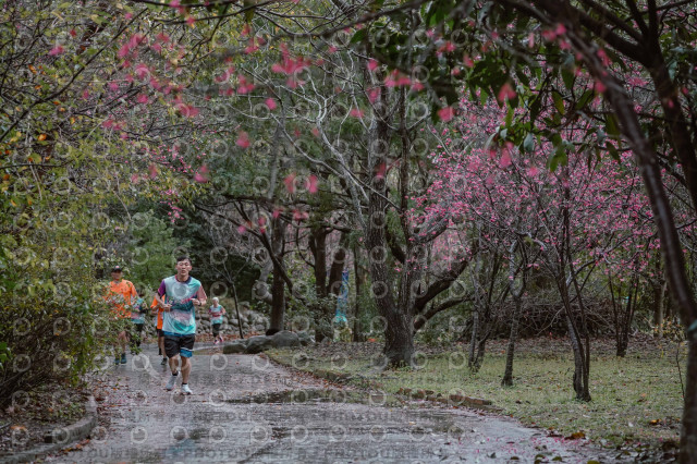 2026左岸竹東櫻花馬拉松Zhudong Sakura Marathon