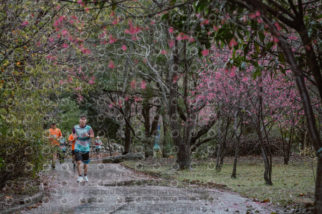 2026左岸竹東櫻花馬拉松Zhudong Sakura Marathon