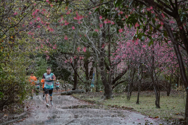2026左岸竹東櫻花馬拉松Zhudong Sakura Marathon