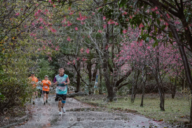 2026左岸竹東櫻花馬拉松Zhudong Sakura Marathon