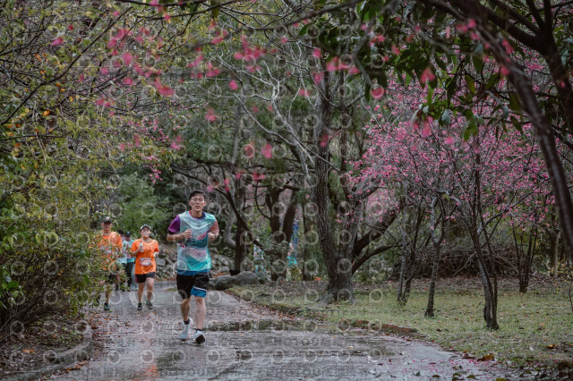 2026左岸竹東櫻花馬拉松Zhudong Sakura Marathon