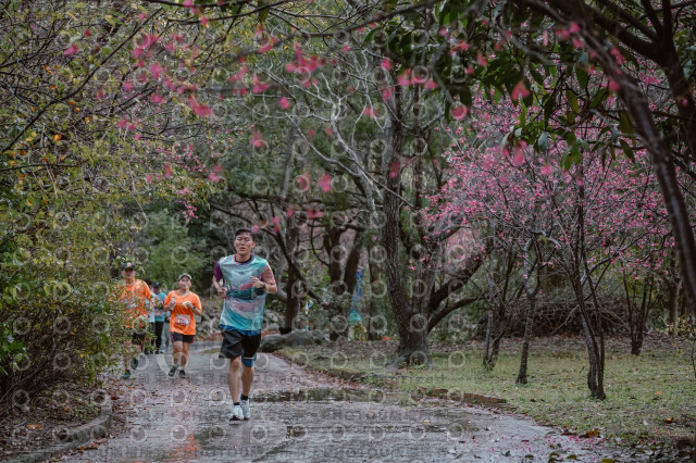 2026左岸竹東櫻花馬拉松Zhudong Sakura Marathon