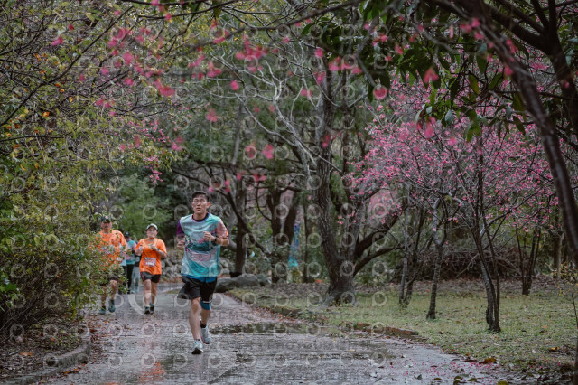 2026左岸竹東櫻花馬拉松Zhudong Sakura Marathon