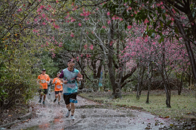 2026左岸竹東櫻花馬拉松Zhudong Sakura Marathon