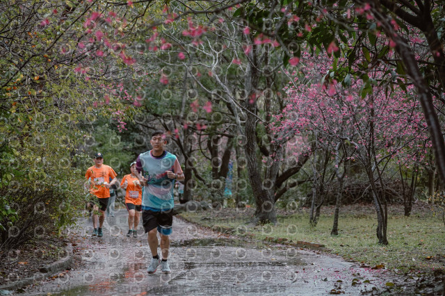 2026左岸竹東櫻花馬拉松Zhudong Sakura Marathon