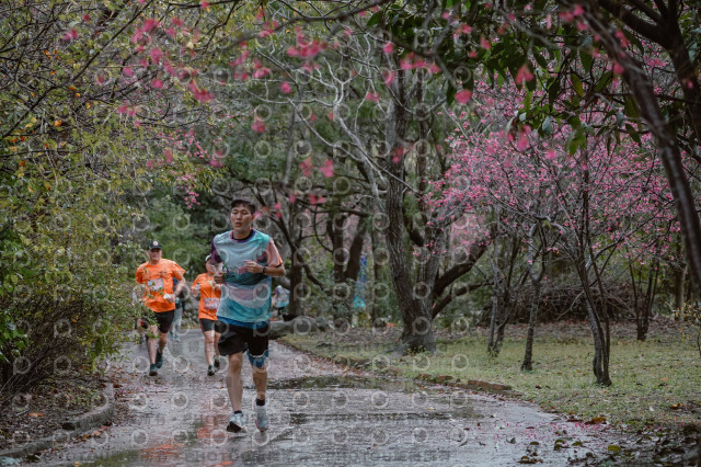 2026左岸竹東櫻花馬拉松Zhudong Sakura Marathon