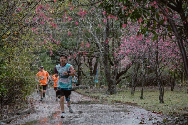 2026左岸竹東櫻花馬拉松Zhudong Sakura Marathon