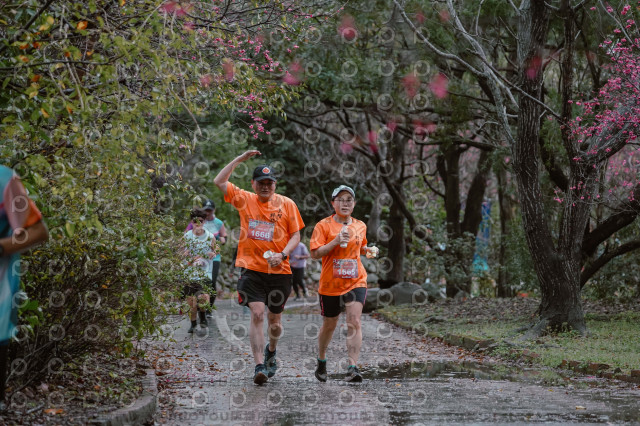 2026左岸竹東櫻花馬拉松Zhudong Sakura Marathon