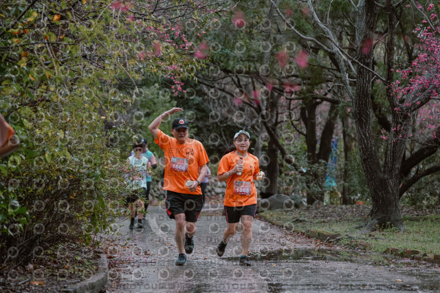 2026左岸竹東櫻花馬拉松Zhudong Sakura Marathon