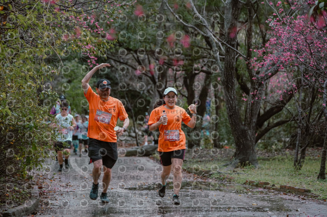2026左岸竹東櫻花馬拉松Zhudong Sakura Marathon