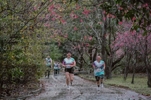2026左岸竹東櫻花馬拉松Zhudong Sakura Marathon