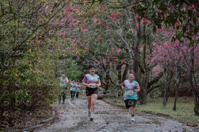 2026左岸竹東櫻花馬拉松Zhudong Sakura Marathon