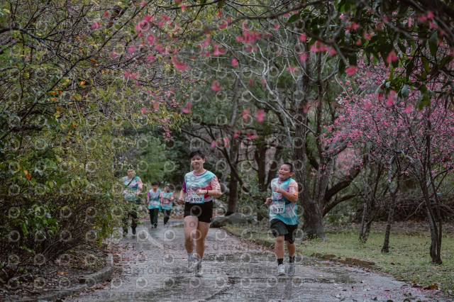 2026左岸竹東櫻花馬拉松Zhudong Sakura Marathon