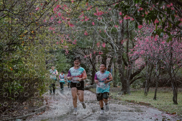 2026左岸竹東櫻花馬拉松Zhudong Sakura Marathon
