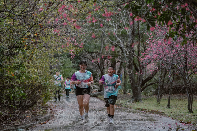 2026左岸竹東櫻花馬拉松Zhudong Sakura Marathon