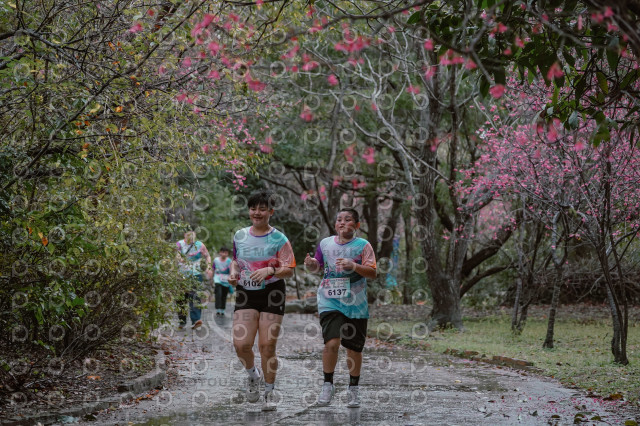 2026左岸竹東櫻花馬拉松Zhudong Sakura Marathon