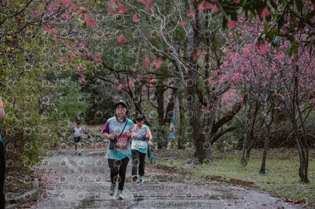 2026左岸竹東櫻花馬拉松Zhudong Sakura Marathon