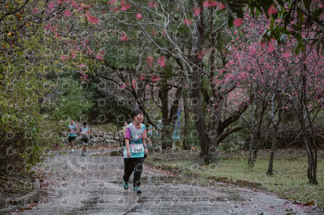 2026左岸竹東櫻花馬拉松Zhudong Sakura Marathon
