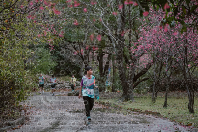 2026左岸竹東櫻花馬拉松Zhudong Sakura Marathon