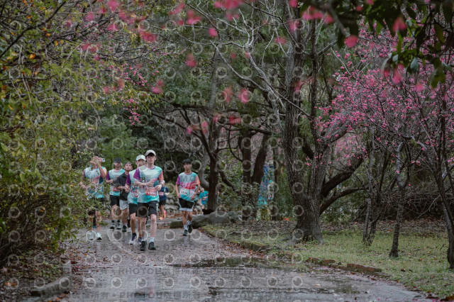 2026左岸竹東櫻花馬拉松Zhudong Sakura Marathon