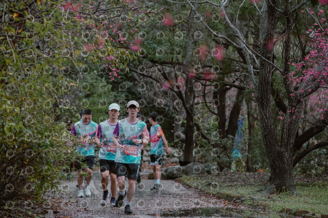 2026左岸竹東櫻花馬拉松Zhudong Sakura Marathon