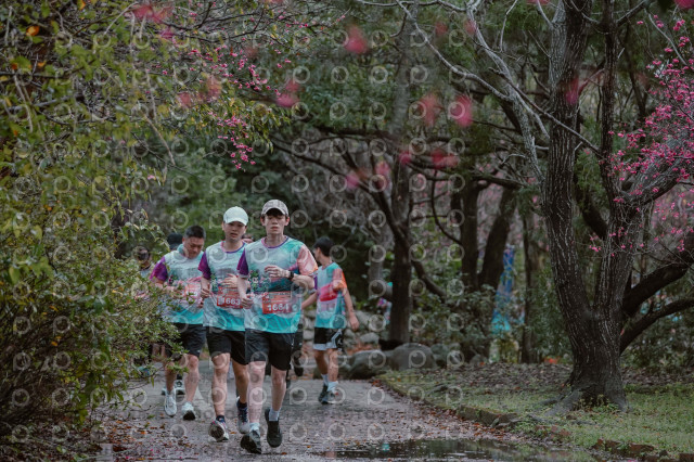 2026左岸竹東櫻花馬拉松Zhudong Sakura Marathon