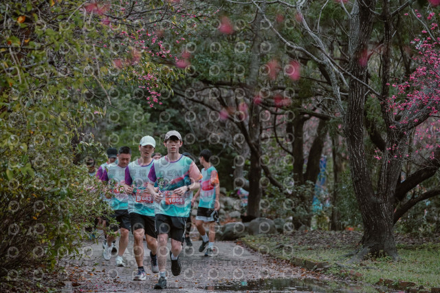 2026左岸竹東櫻花馬拉松Zhudong Sakura Marathon