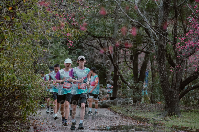 2026左岸竹東櫻花馬拉松Zhudong Sakura Marathon